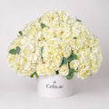 Luxury Ivory Bloom Box